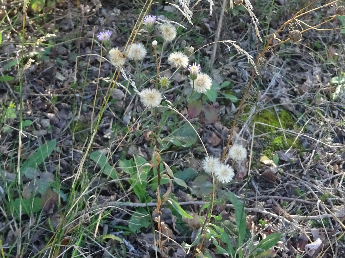 Erigeron acris subsp. acris (Asteraceae)